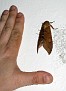 Moth at our pousada