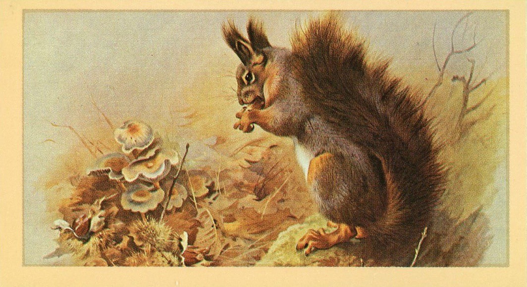 Grandee Photo: 1982 Grandee British Mammals #17 (1) | Animals album | Cardboard ...