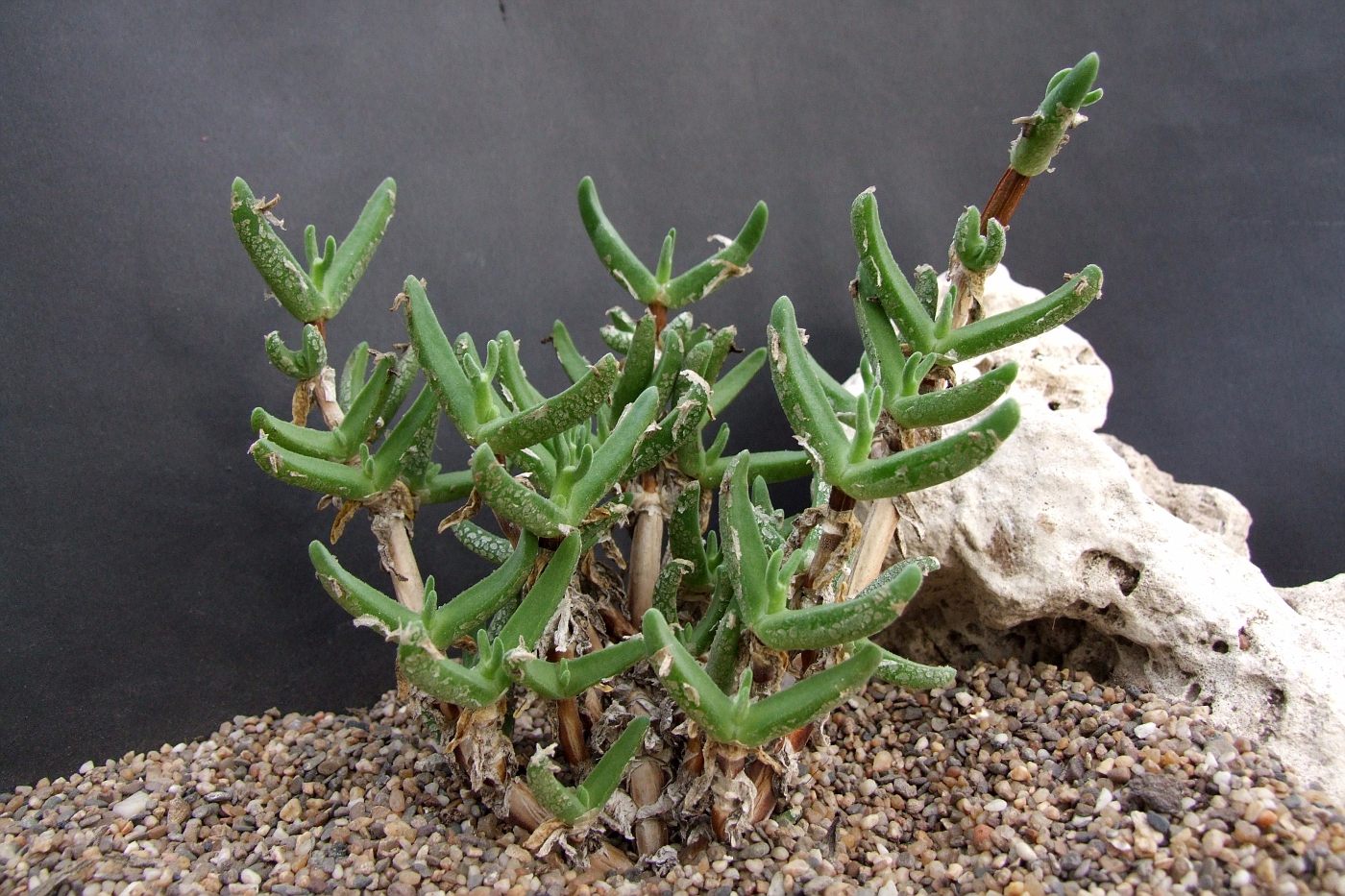 Mitrophyllum clivorum (Митрофиллум, \'улитка\')