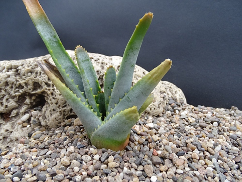 Aloe argyrosrachys