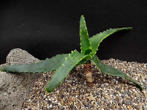 Aloe spinitriaggregata