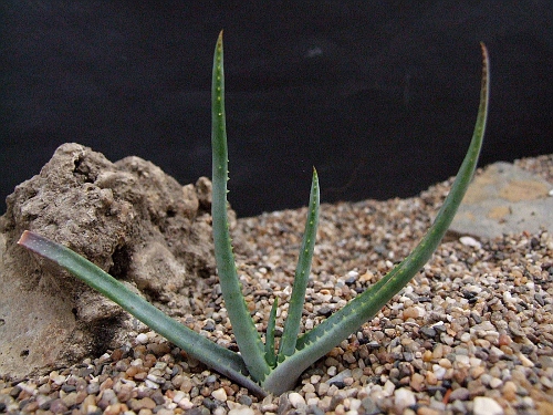 Aloe argyrostachys
