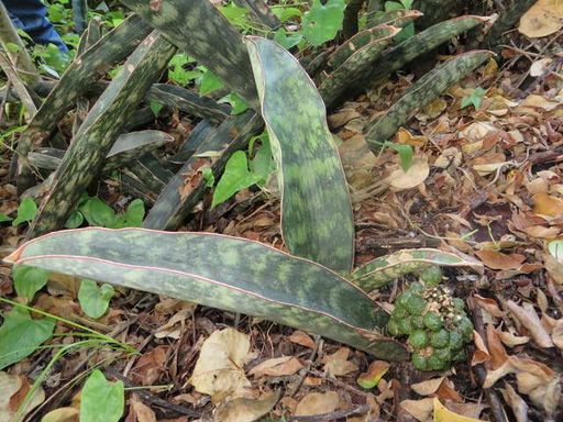 194 Sansevieria humiflora from Nyampassa in manica province 30km to guro district