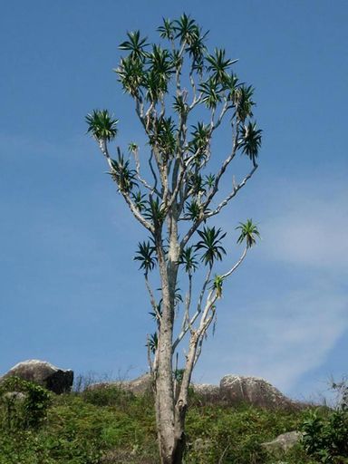103 Dracaena steudneri Monte Gorongosa. Mozambique.jpg