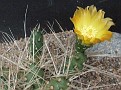 Tephrocactus andicola