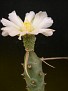 Tephrocactus articulatus (v. ovatus)