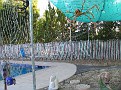 Backyard10