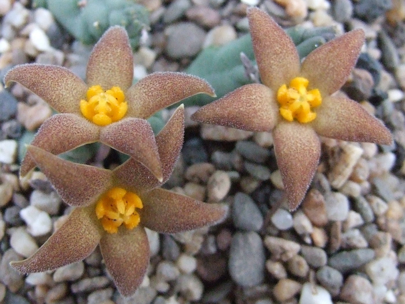 Пиарантус пиланси (Piaranthus pillansii)