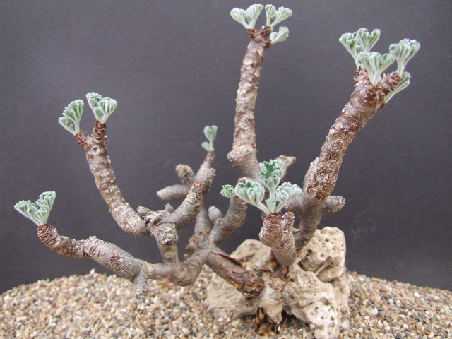 Pelargonium cortusifolium. Luderitz