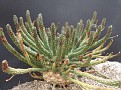 Euphorbia fusca Upington