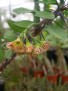 Euphorbia croizatii