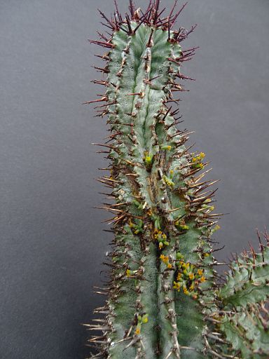 Euphorbia horrida with Viscum minimum in