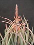 Aloe pictifolia