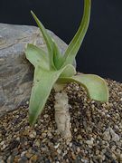 Aloe viguiri