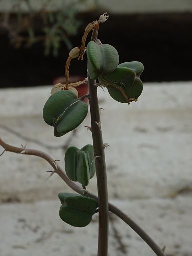 Aloe variegata seeds