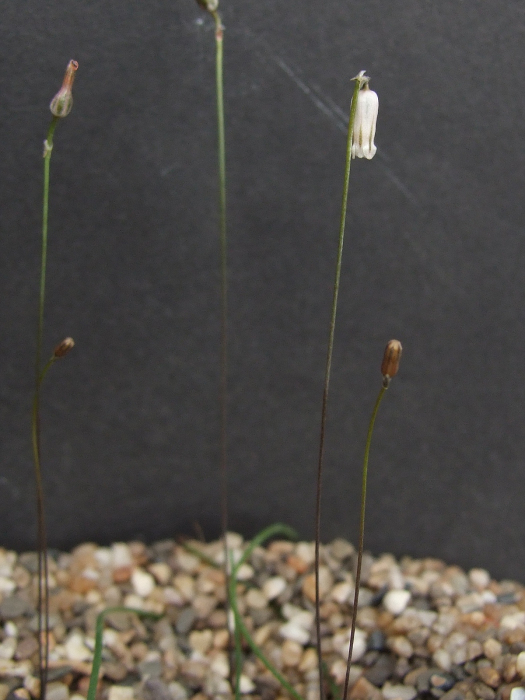 Drimia uniflora (Litanthus pusillus) Rennies Kop
