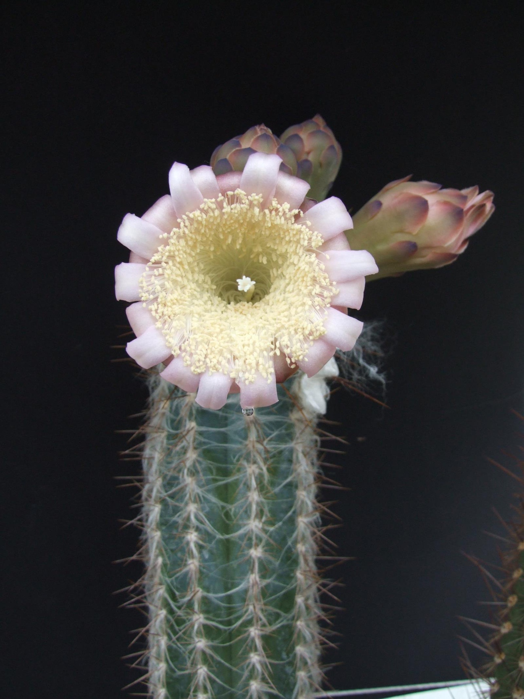 Пилозоцереус кактус виды и названия с фото