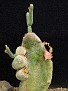 Pedilanthus macrocarpa crest