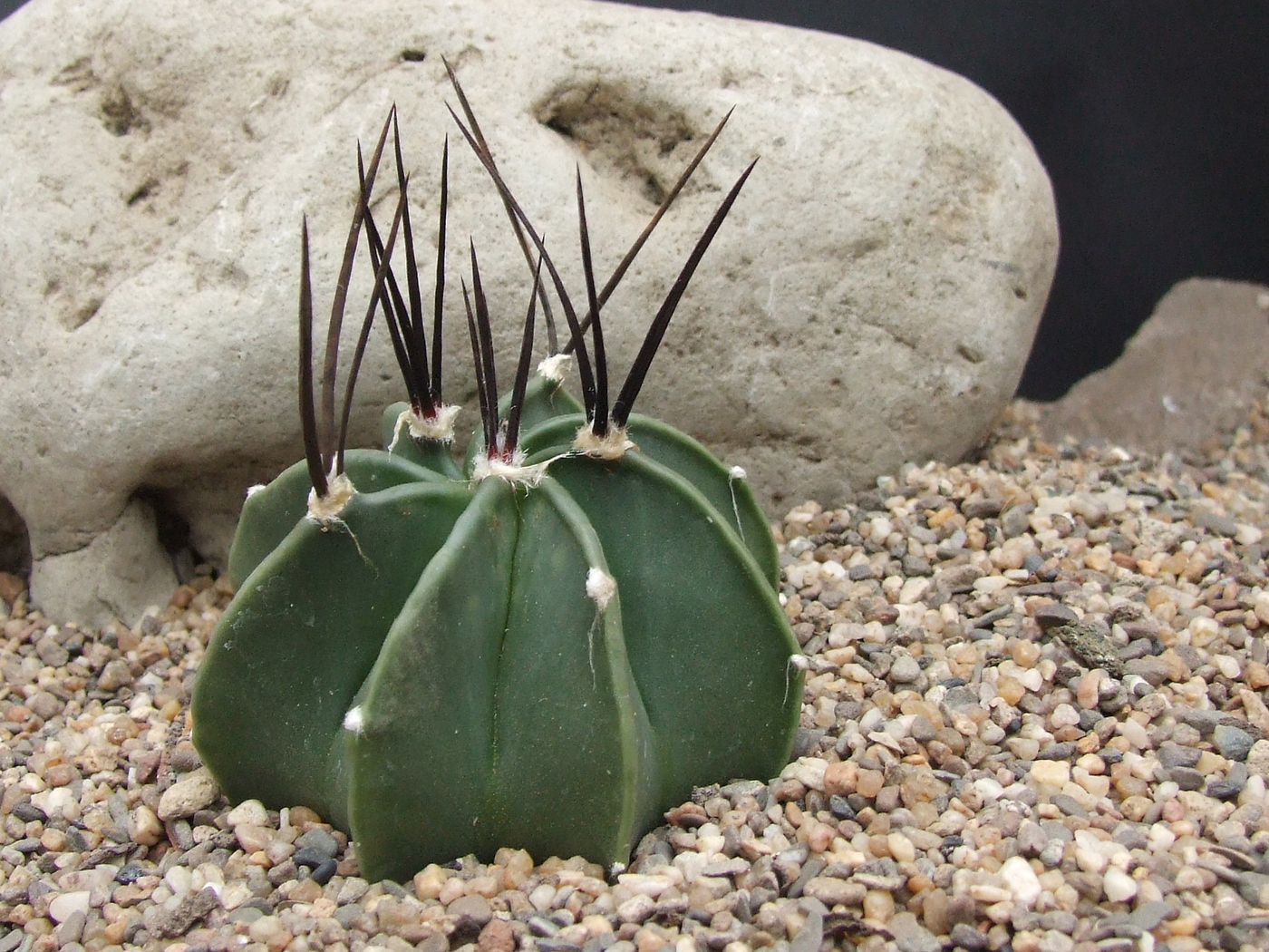 Сеянцы Astrophytum niveum