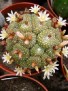 Blossfeldia pedicellata