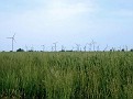 Wind-Korn-Feld bei Altmersleben