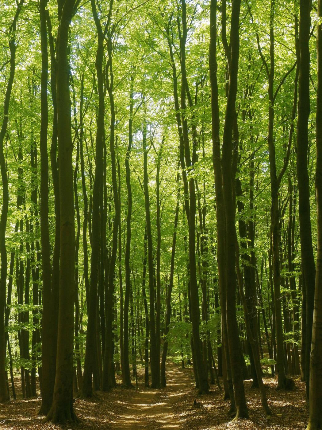 Sternberger Wald