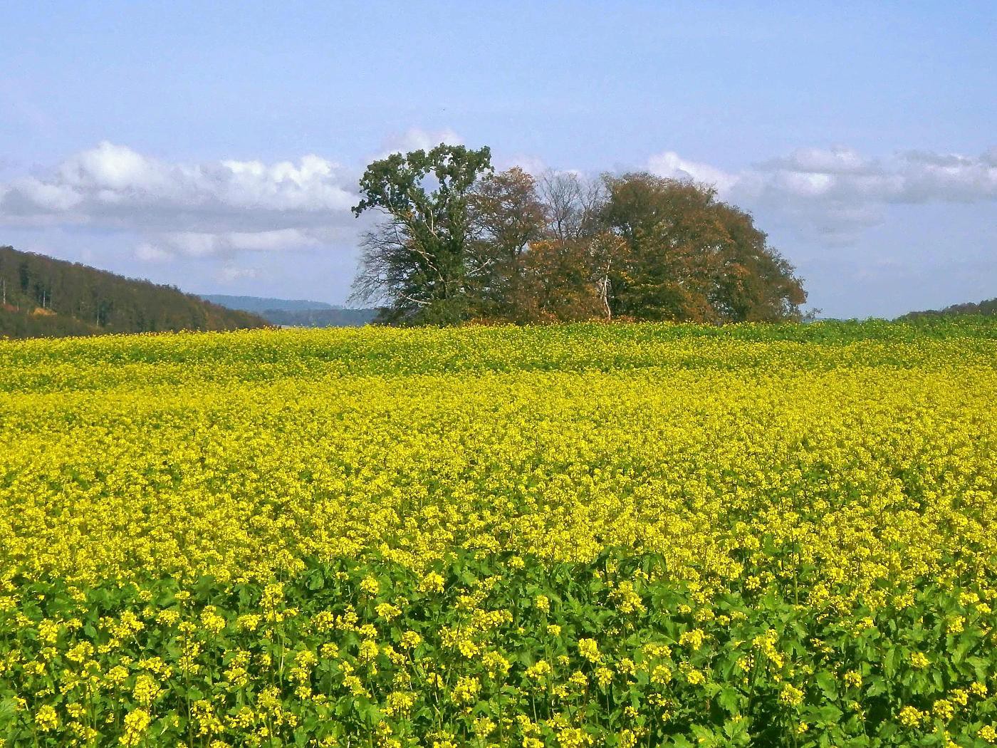 Würzige Natur