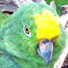 alpilean amazon