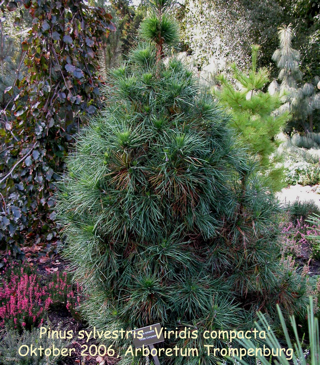 Pinus sylvestris 'Viridis compacta'