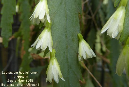 Lepismium houlletianum f. regnellii