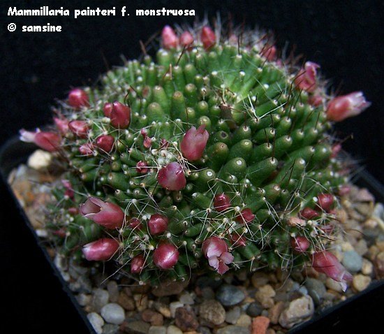 Photo: Mammillaria painteri f. monstruosa | Kakteen Mammillaria album |  Samsine | Fotki.com, photo and video sharing made easy.
