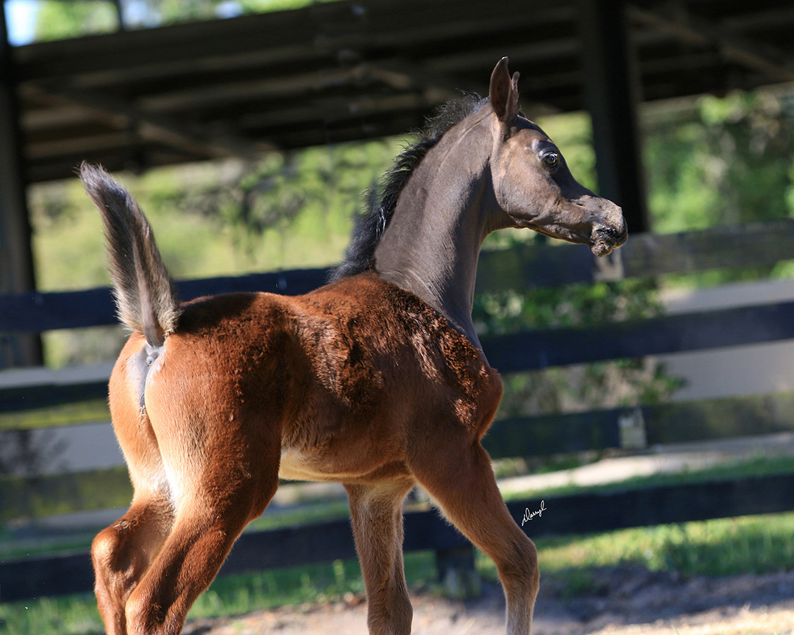 Photo: ROHARA BULGARI (SM Azraff x Chantilly Ice AAM) 2018 grey gelding 2 |  Arabian Directory R album | Hypoint | Fotki.com, photo and video sharing  made easy.