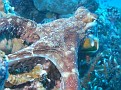 Octopus Eating