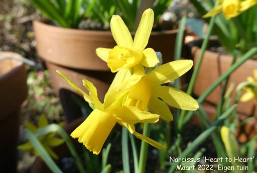 Narcissus 'Heart to Heart'