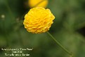 Ranunculus acris 'Flore Pleno'