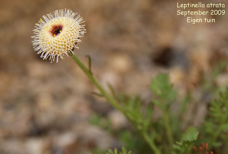 Leptinella atrata