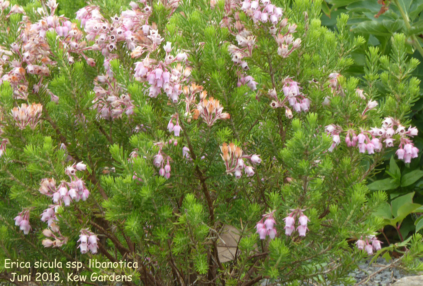 Erica sicula ssp. libanotica