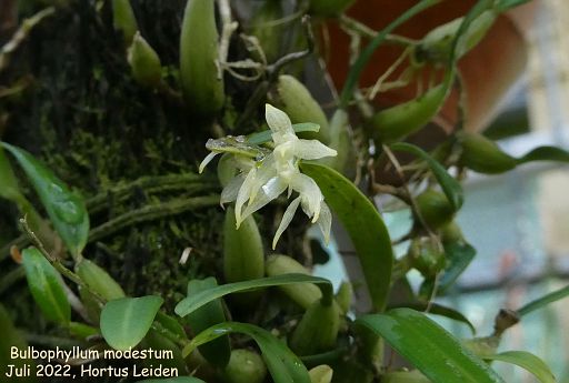 Bulbophyllum modestum