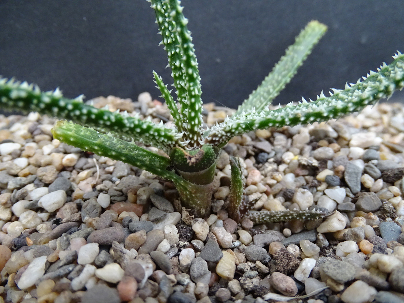 Photo: Aloe delicatifolia | Aloe Madagascar + album | Cok Grootscholten  Succulent World ..
