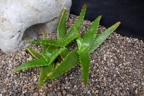 Aloe spinitriaggregata
