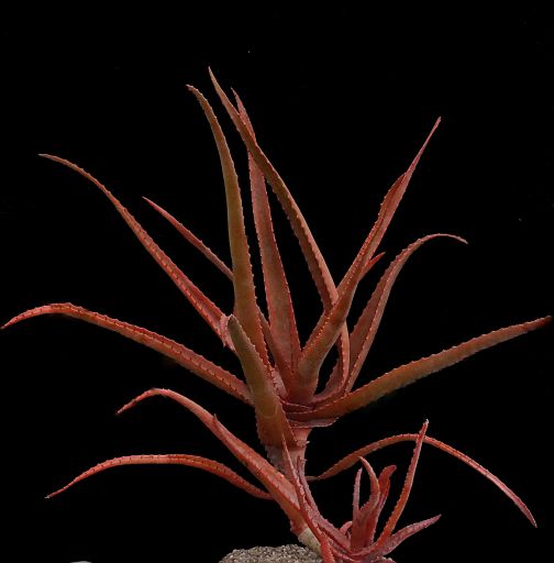 Aloe Aloe acutissima ssp. itampolensis