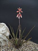 Aloe albiflora x pseudoparvula