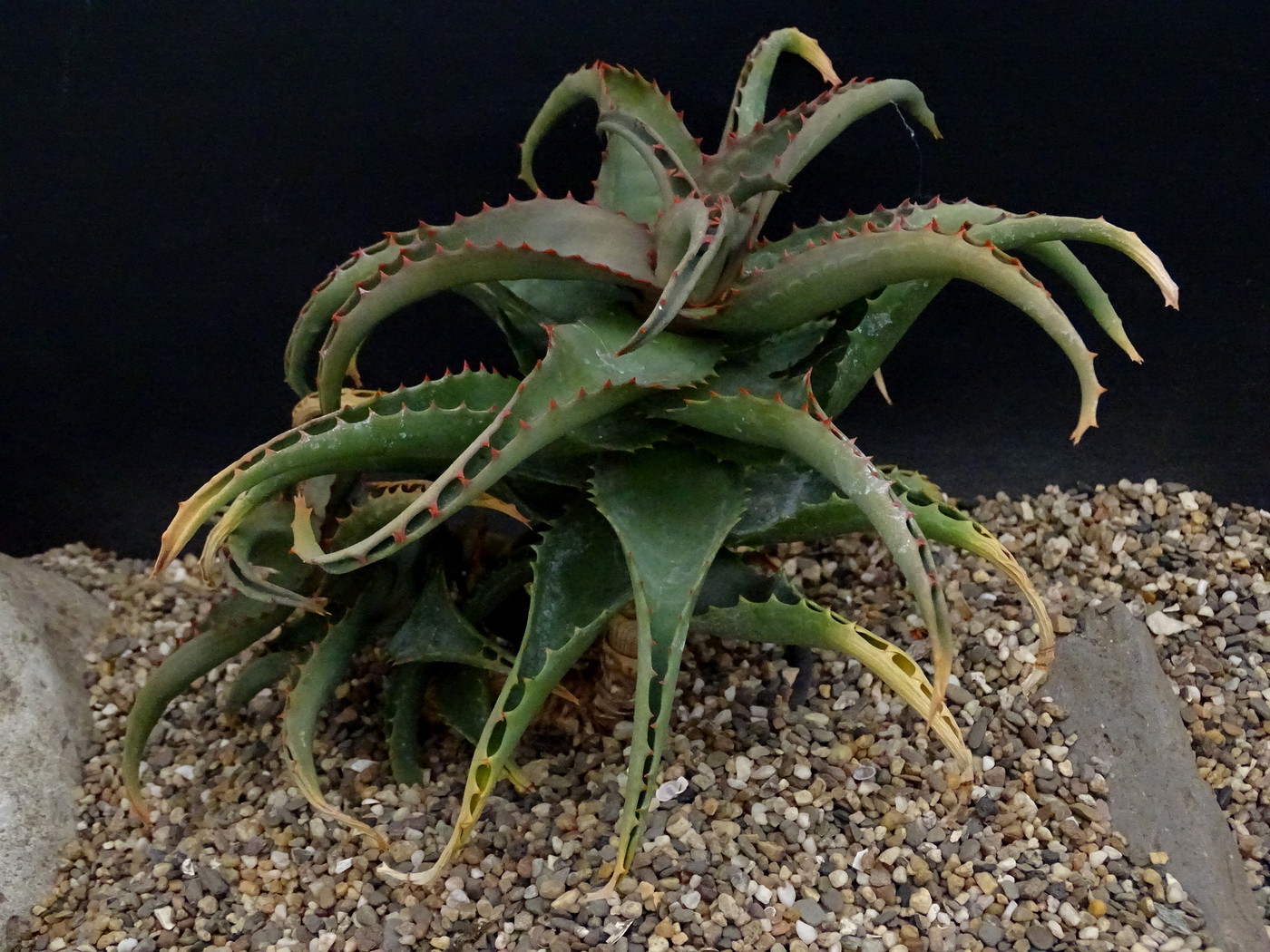 aloe castilloniae × viguieri Madagascar Aloe castilloniae, the cliff dweller from Madagascar is loving one