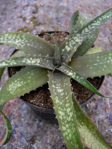 Aloe ankaranensis