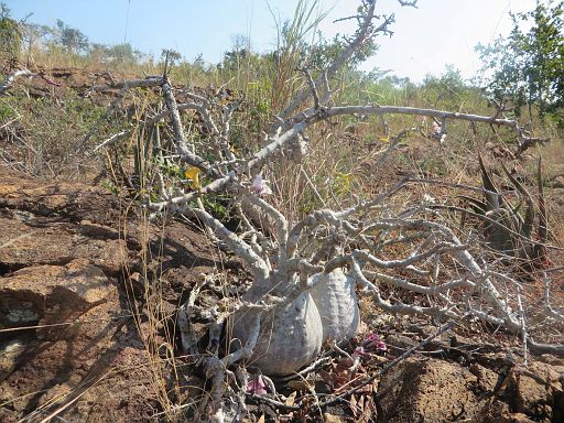 179 Pachypodium saundersii from Goba in Maputo province south of Mozambique