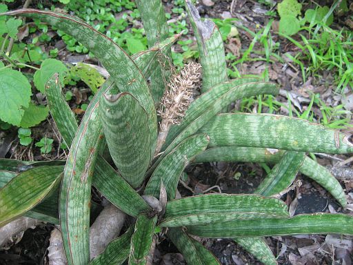 Mozambique album | Cok Grootscholten Succulent World ..
