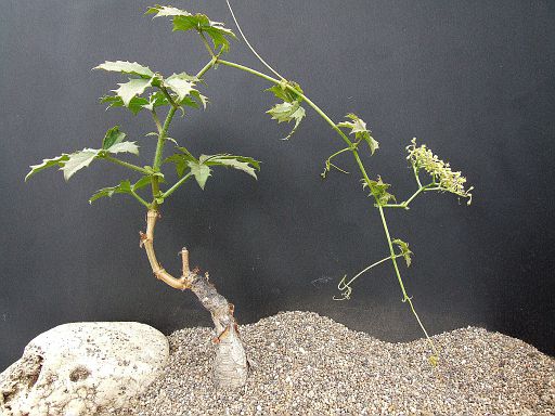 Cyphostemma quinatum