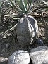 Astrophytum myriostigma San Antonio