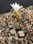 Conophytum cubicum Eksteenfontein