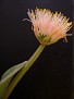Haemanthus humilis ssp. hirsutis